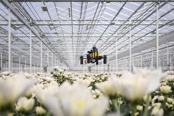 Honeybees teach drones how to navigate cover
